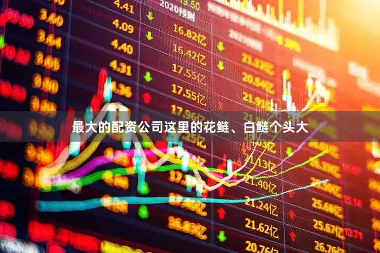 最大的配资公司这里的花鲢、白鲢个头大